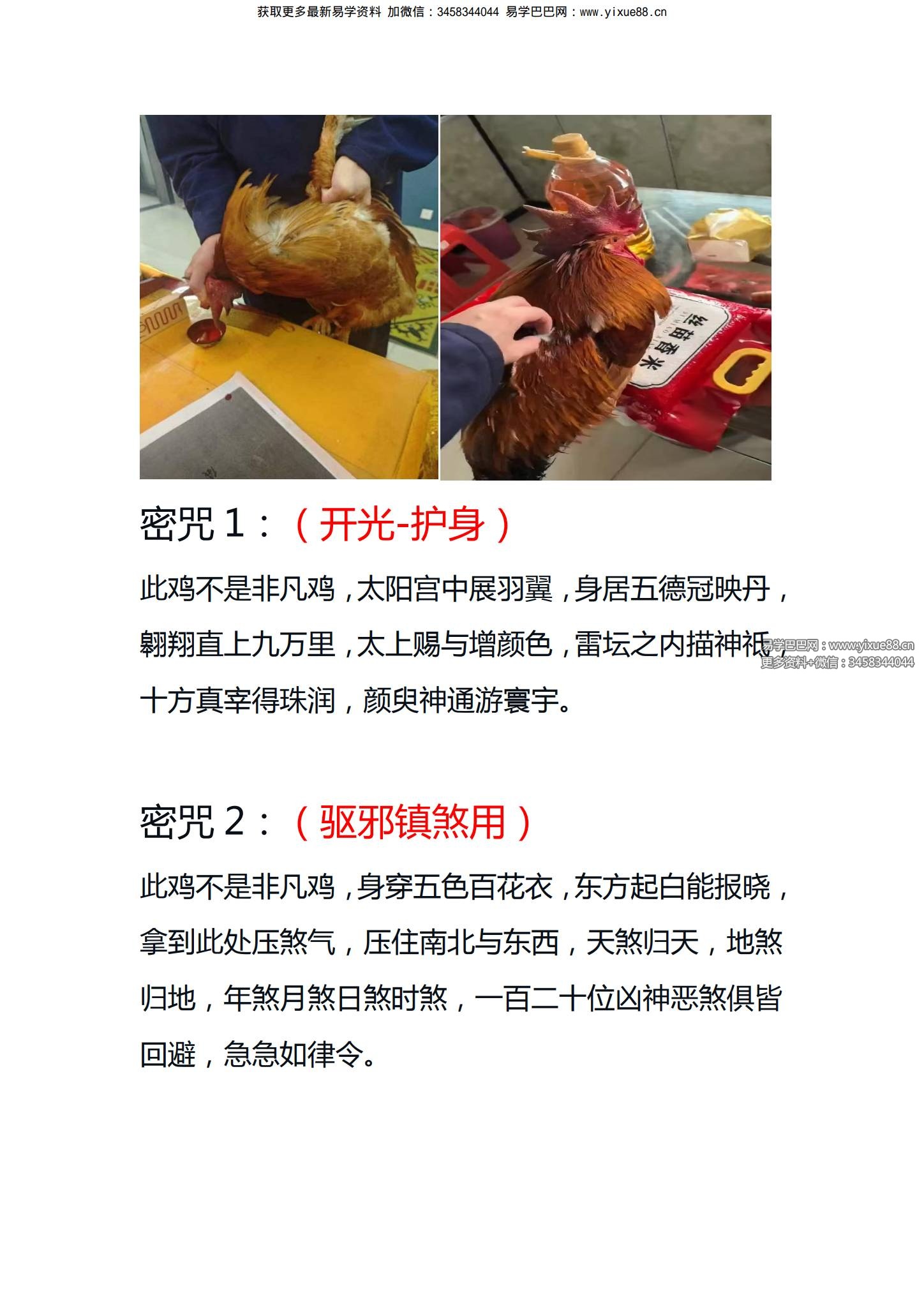 民间秘术《定鸡术》